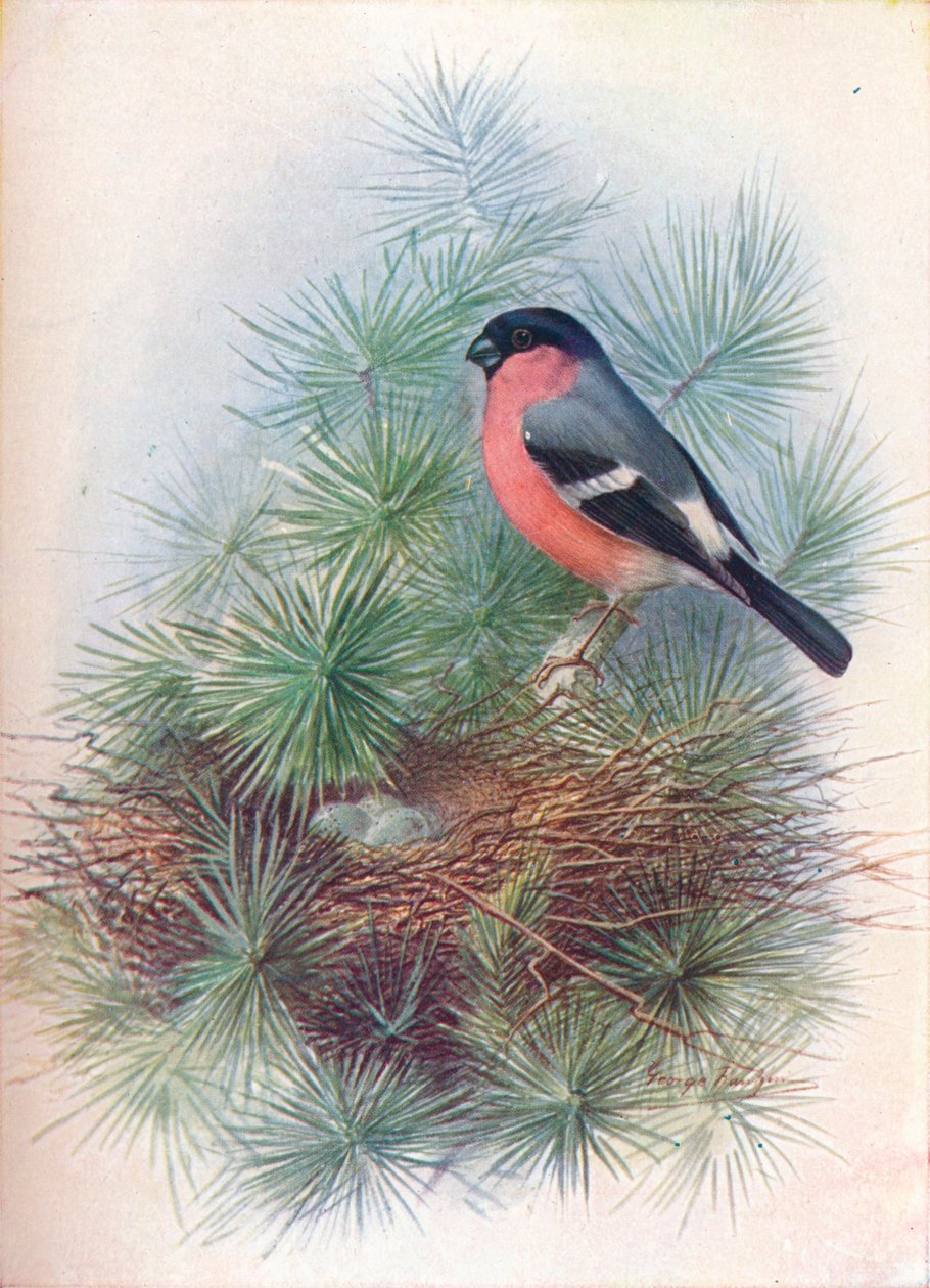 Bullfinch - Pyrrhua europaea, c1910, 1910 tekijältä George James Rankin