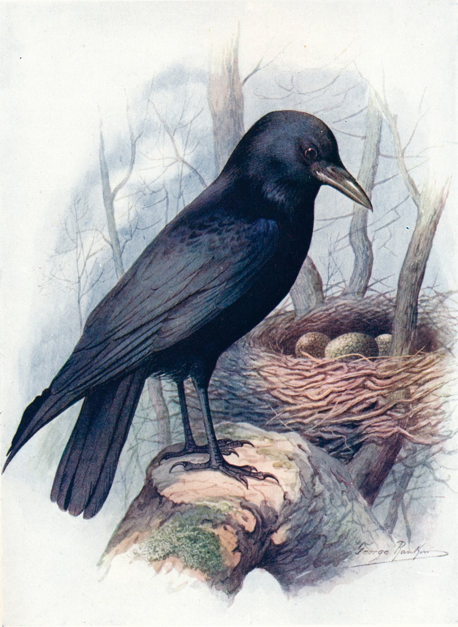 Carrion-Crow - Corvus corone, c1910, 1910 tekijältä George James Rankin