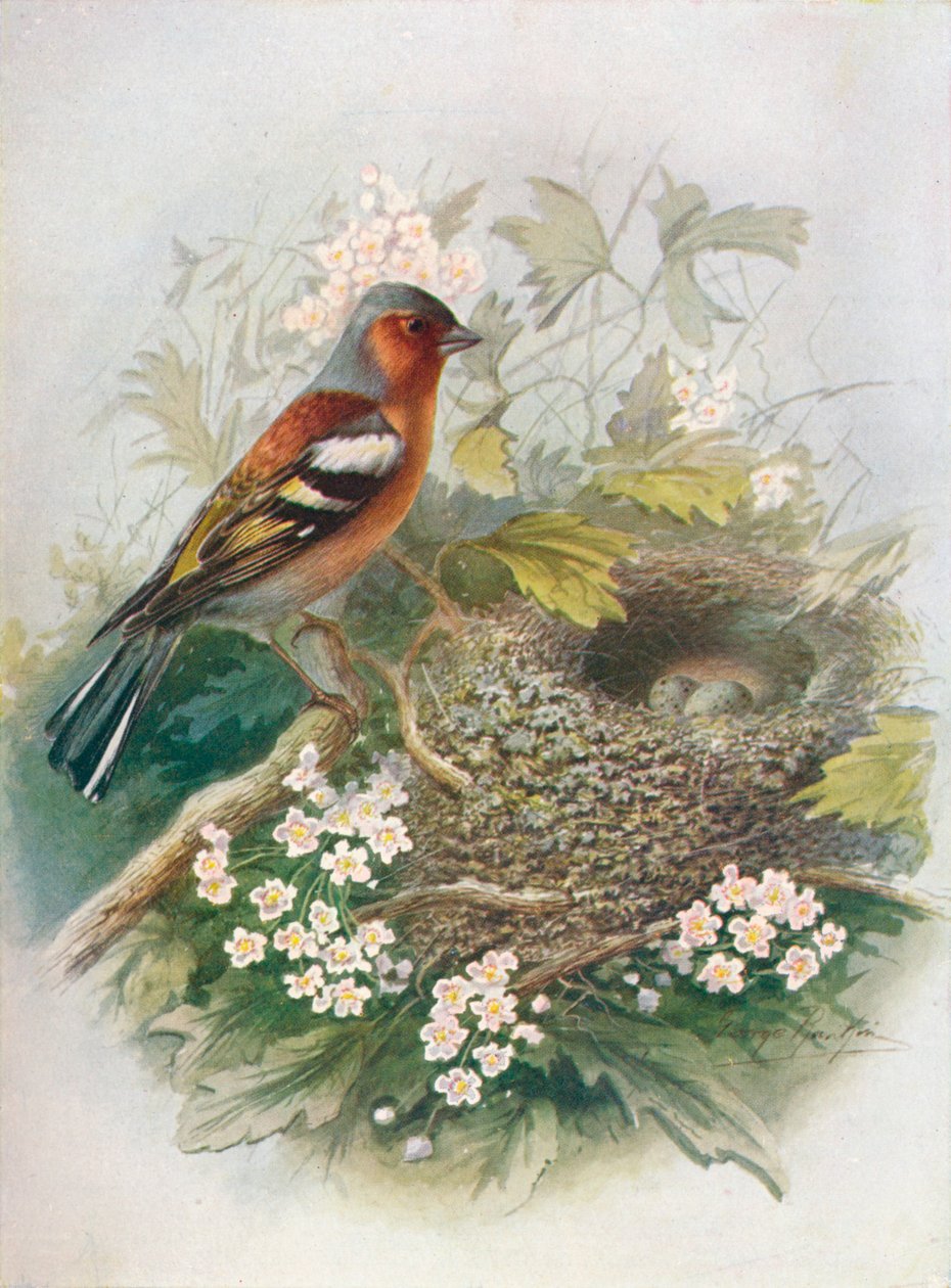 Chaffinch - Naimaton Fringilla, c1910, 1910 tekijältä George James Rankin