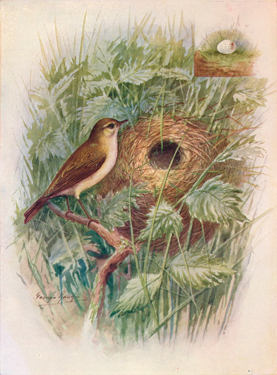 Chiff-chaff - Phylloscopus rufus, c1910, 1910 tekijältä George James Rankin
