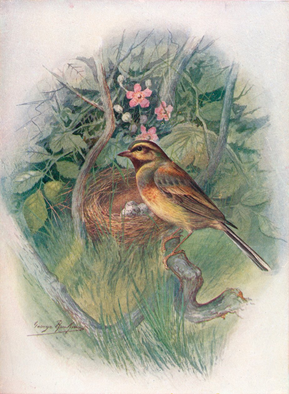 Cirl-Bunting - Emberiza cirlus, c1910, 1910 tekijältä George James Rankin