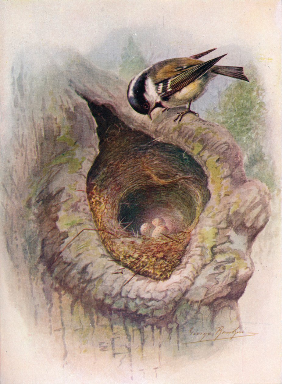 Hiilitiainen - Parus ater, c1910, 1910 tekijältä George James Rankin