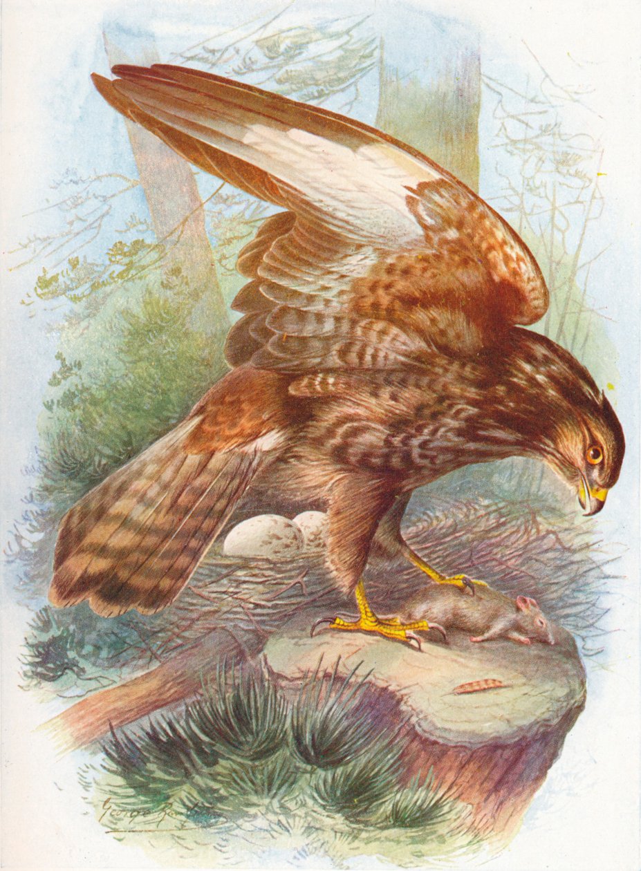 Hiirihaukka - Buteo vulgaris, c1910, 1910 tekijältä George James Rankin
