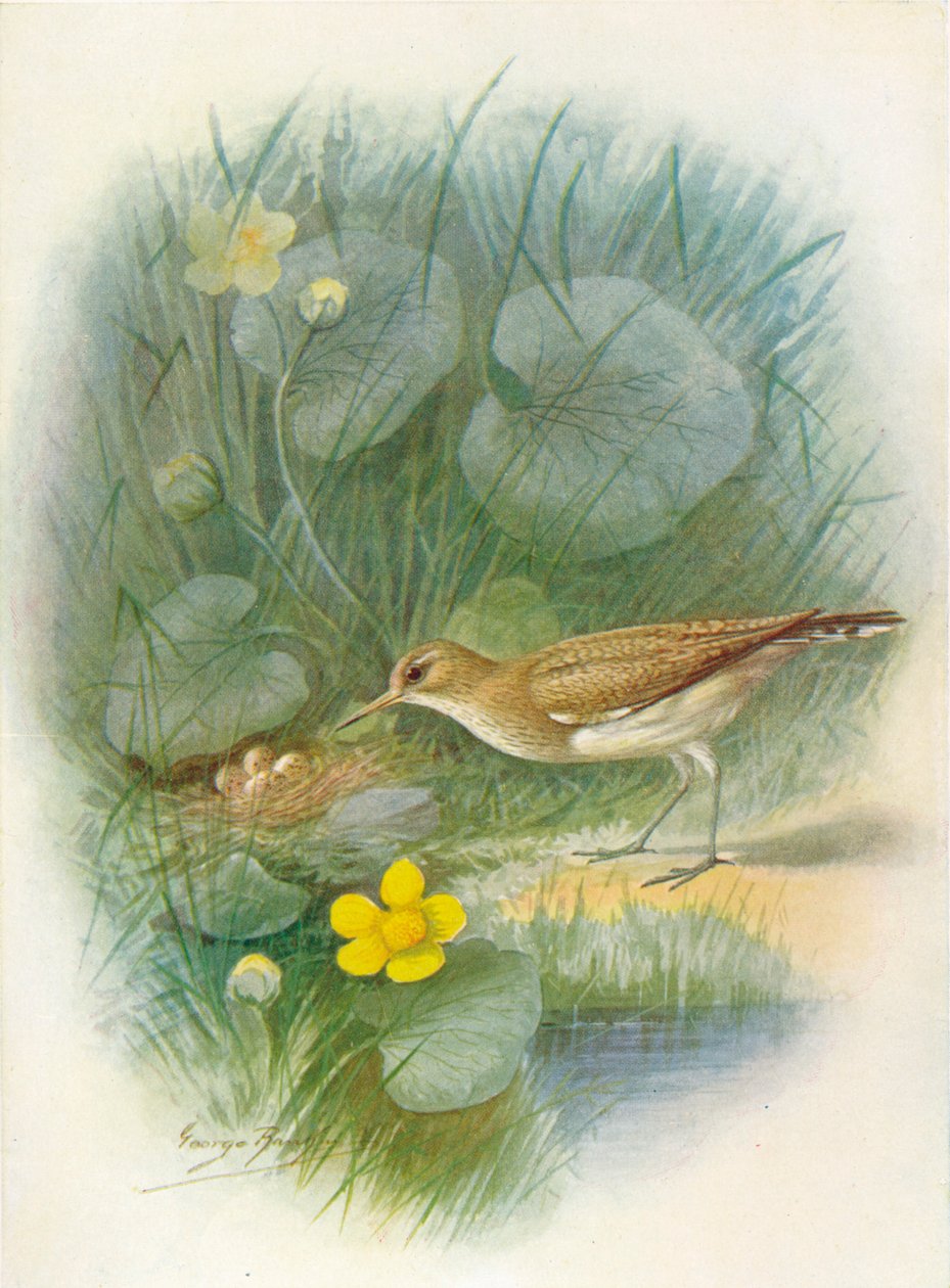 Hiekkapiippu - Totanus hypoleucus, c1910, 1910 tekijältä George James Rankin