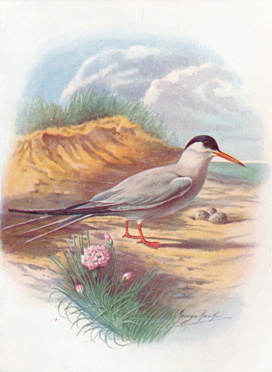 Tiira - Sterna fluviatilis, c1910, 1910 tekijältä George James Rankin