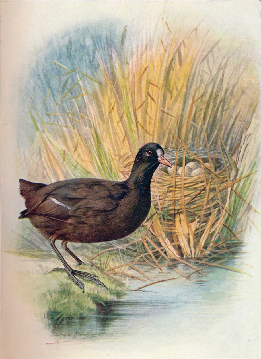 Coot - Fulica atra, c1910, 1910 tekijältä George James Rankin