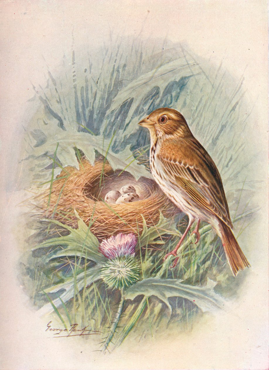 Corn-Bunting - Emberiza miliaria, c1910, 1910 tekijältä George James Rankin