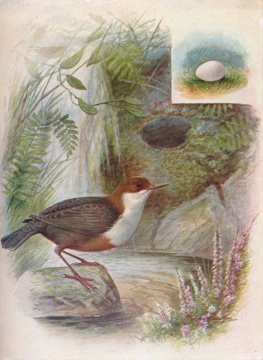 Otava tai vesi-ousel - Cinclus aquaticus, c1910, 1910 tekijältä George James Rankin