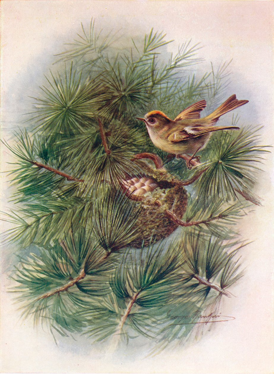 Goldcrest - Regulus cristatus, c1910, 1910 tekijältä George James Rankin