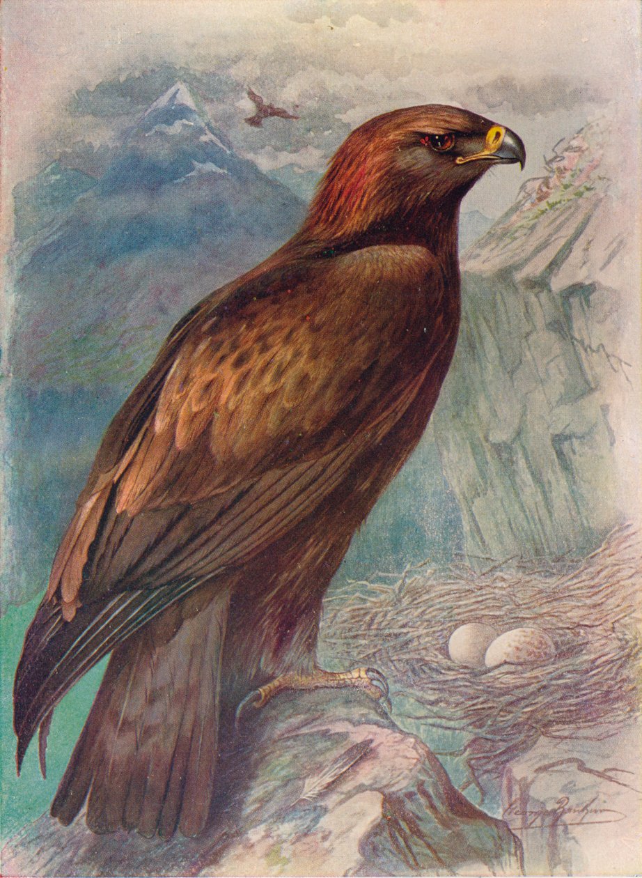 Kultakotka - Aquila chrysaetos, c1910, 1910 tekijältä George James Rankin