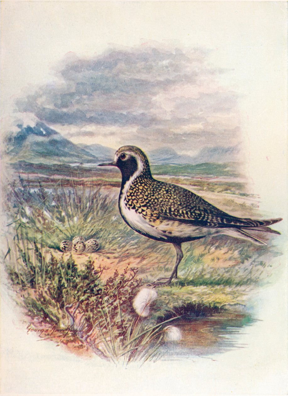 Kultatoika - Charadrius pluvialis, c1910, 1910 tekijältä George James Rankin