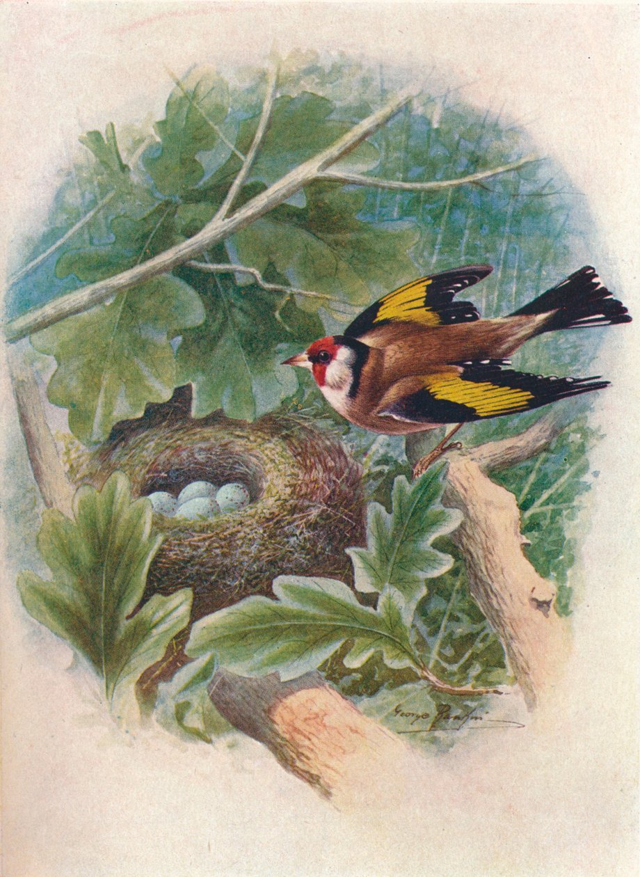 Kultasipso - Carduelis elegans, 1910, 1910 tekijältä George James Rankin