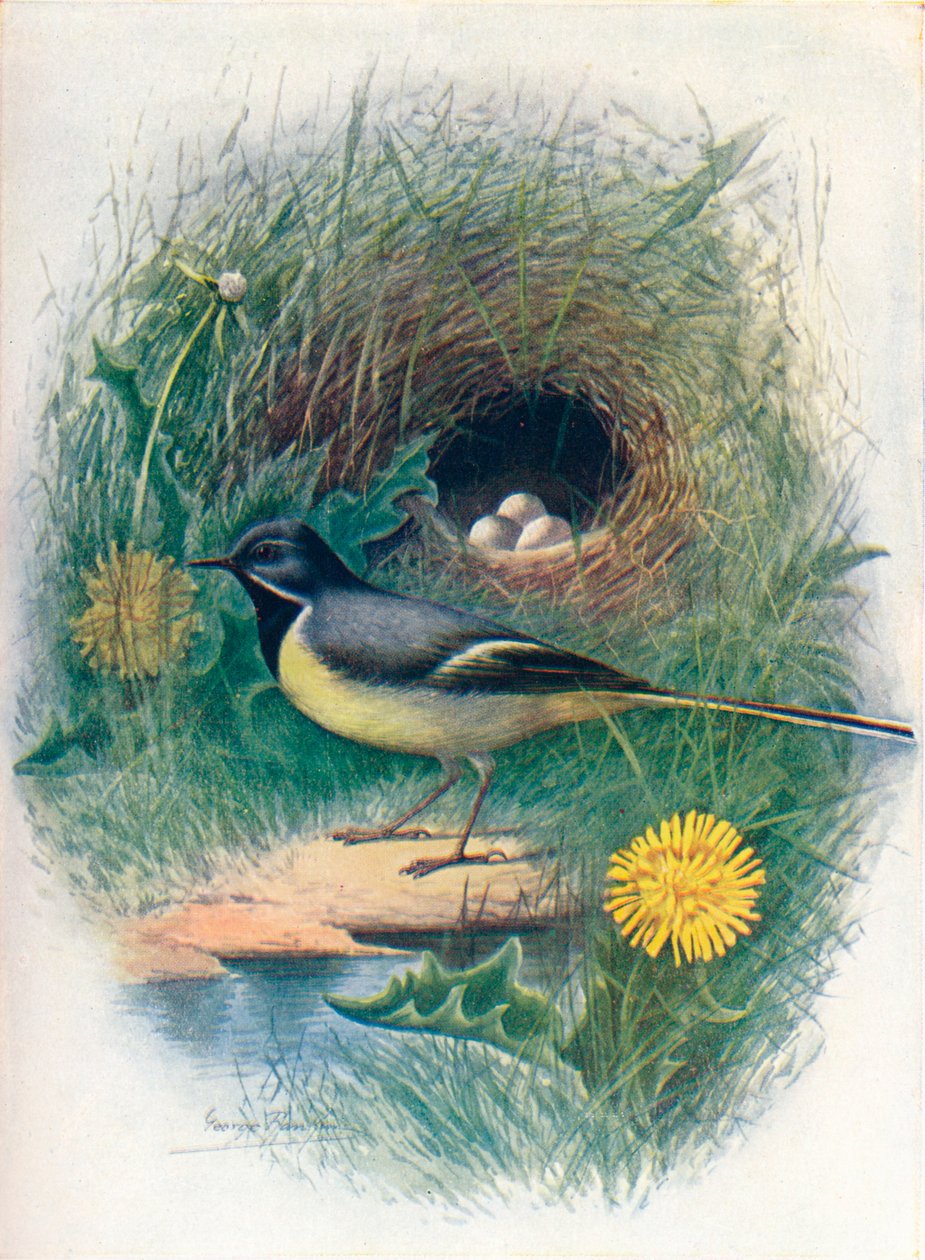 Harmaavästärä - Motacilla melanope, c1910, 1910 tekijältä George James Rankin