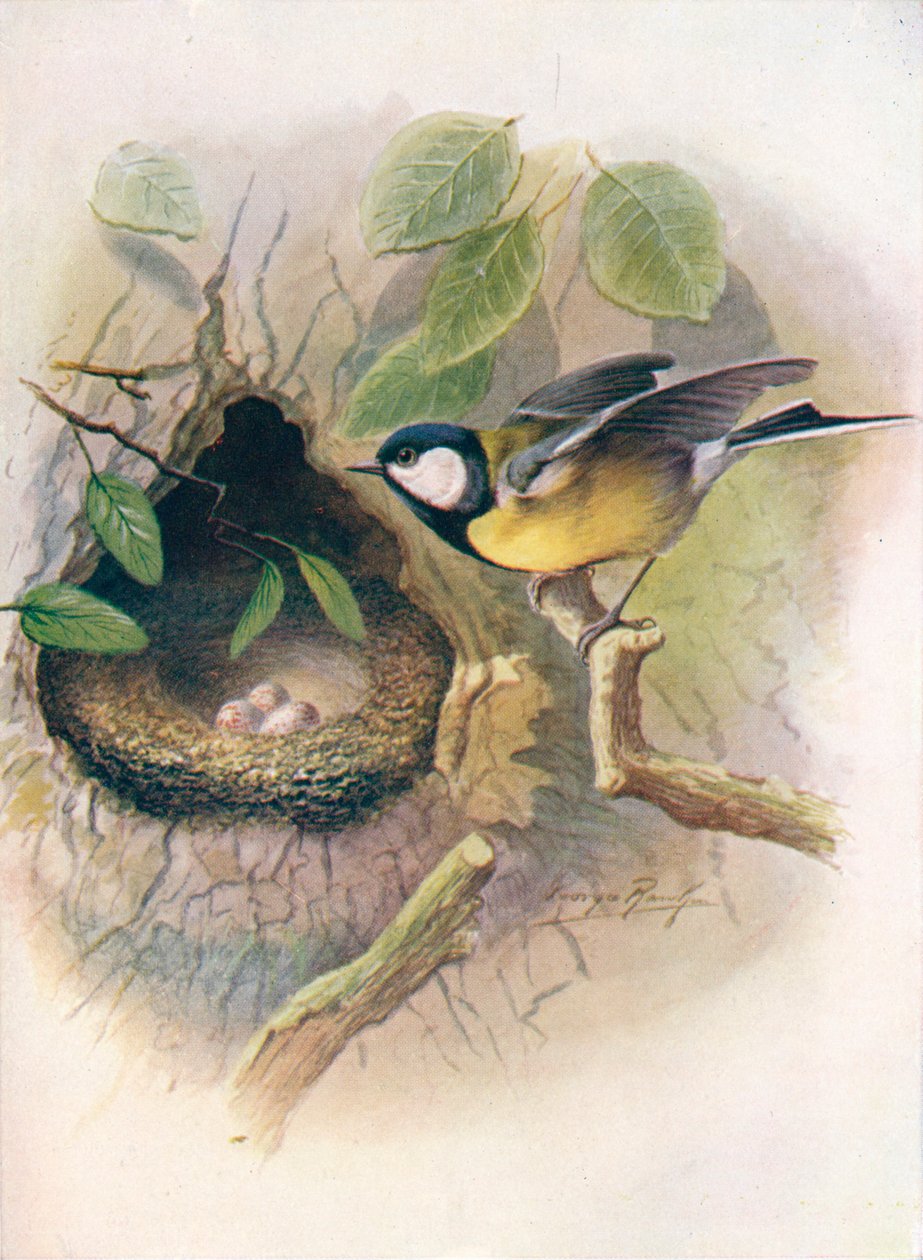 Talitiainen - Parus major, c1910, 1910 tekijältä George James Rankin