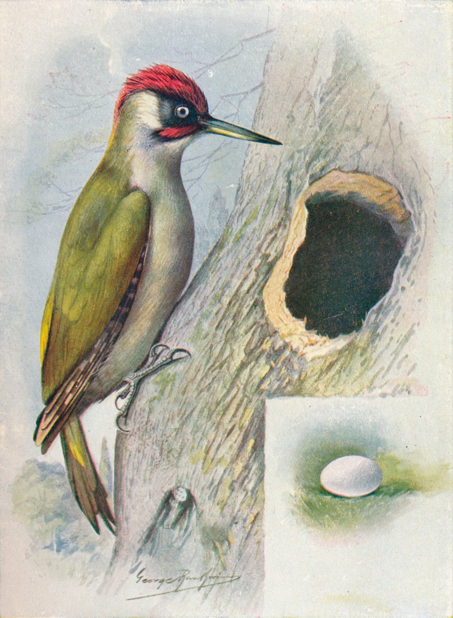 Vihreä tikka - Gecinus viridis, c1910, 1910 tekijältä George James Rankin