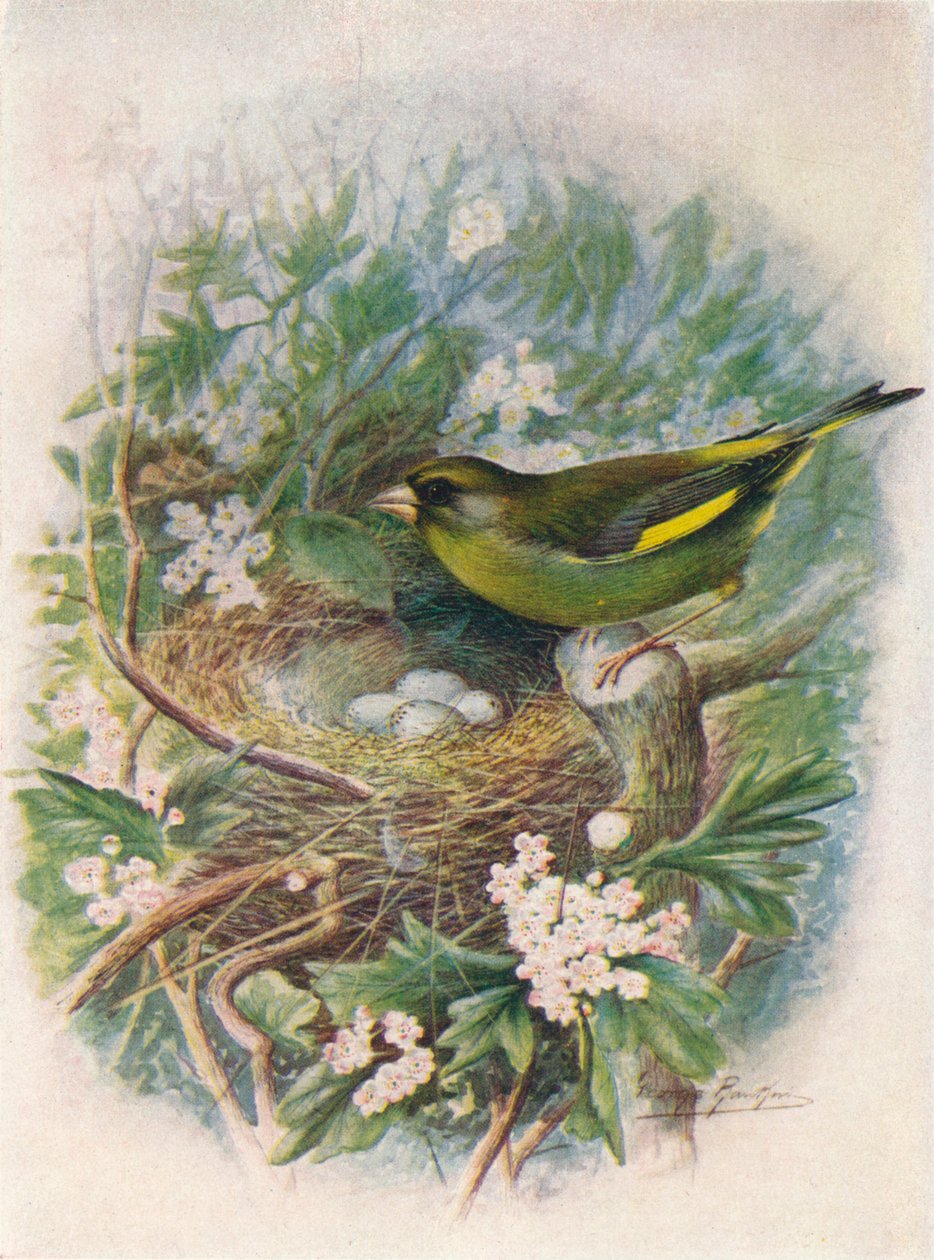 Viherpeippo - Ligurinus chloris, c1910, 1910 tekijältä George James Rankin