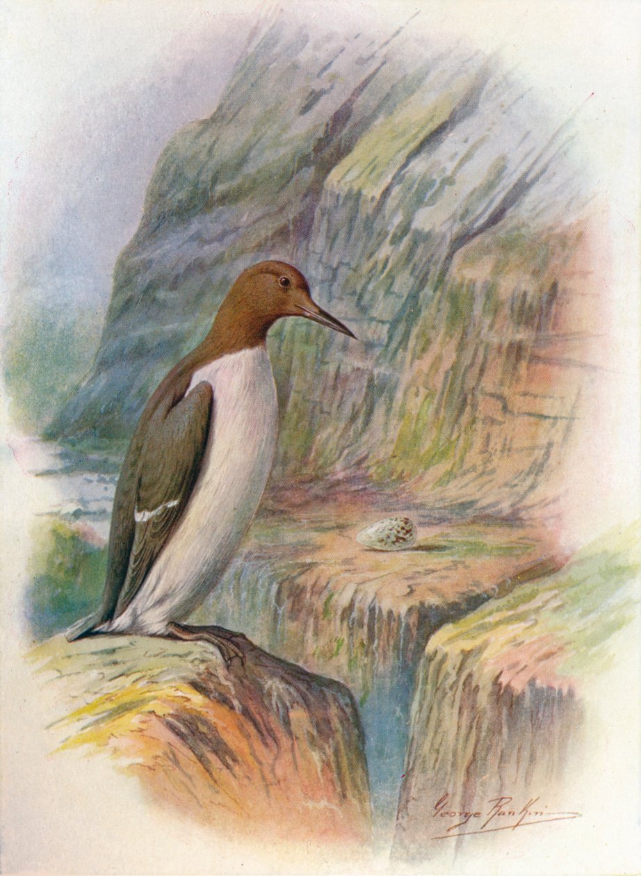 Guillemot - Uria troile, c1910, 1910 tekijältä George James Rankin