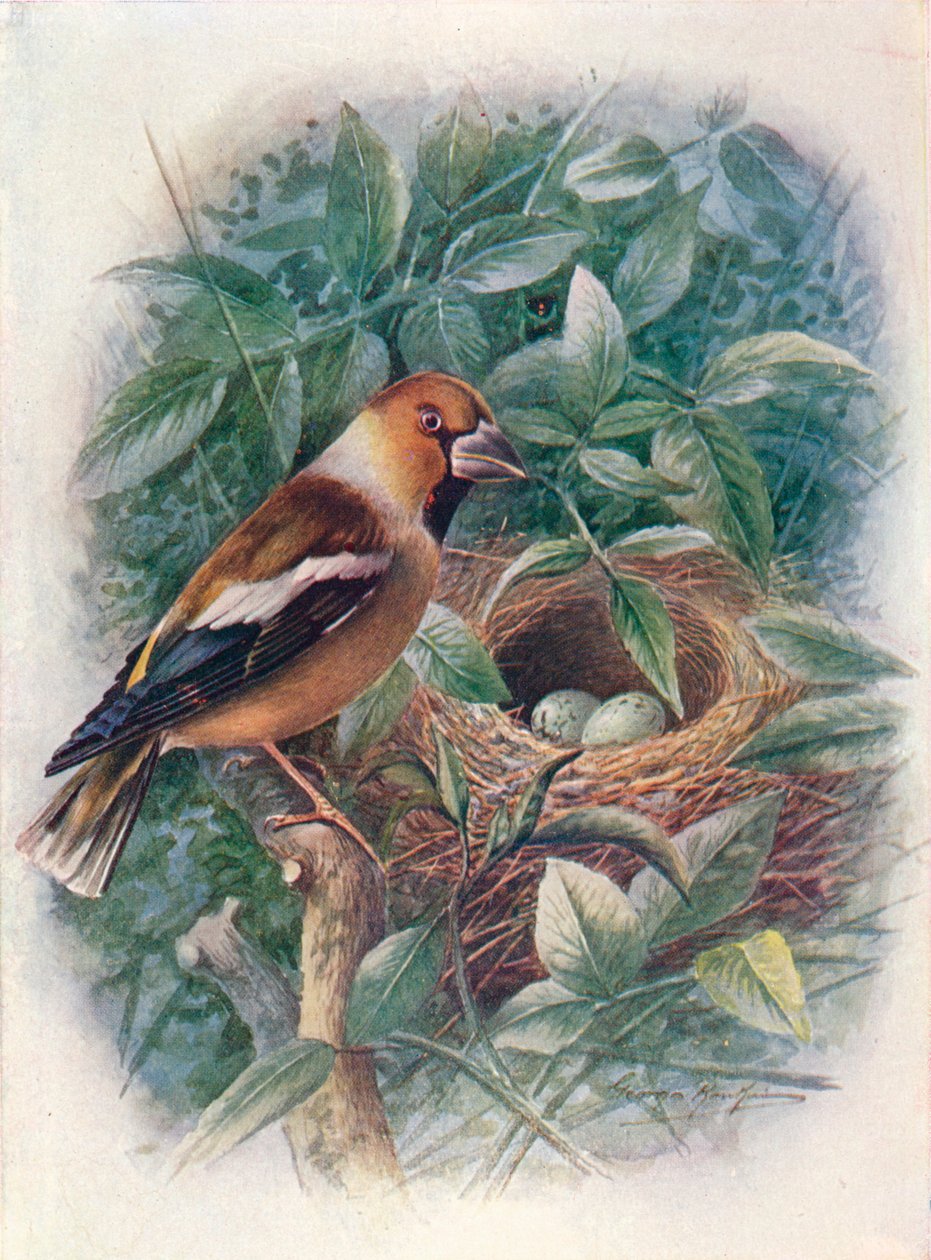 Hawfinch - Coccothraustes vulgaris, c1910, 1910 tekijältä George James Rankin
