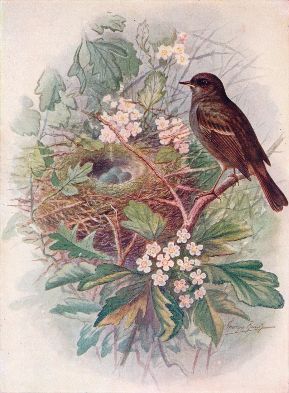 Hedgesparrow - Accentor modulaarinen, c1910, 1910 tekijältä George James Rankin