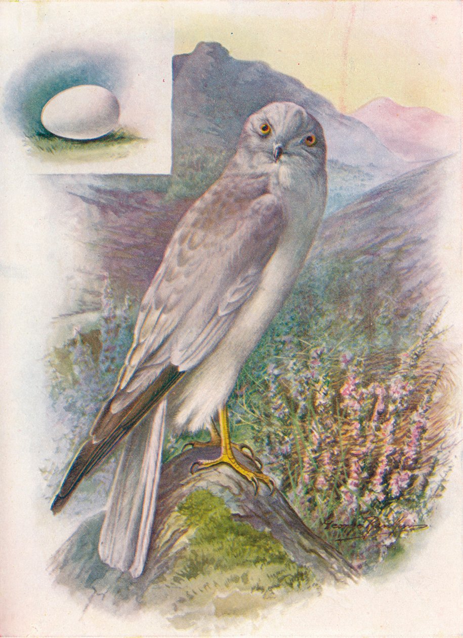 Hen-Harrier - Circus cyaneus, c1910, 1910 tekijältä George James Rankin