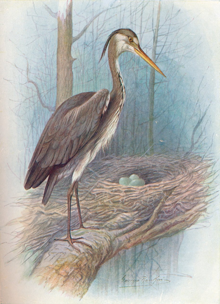 Heron - Ardea cinerea, c1910, 1910 tekijältä George James Rankin