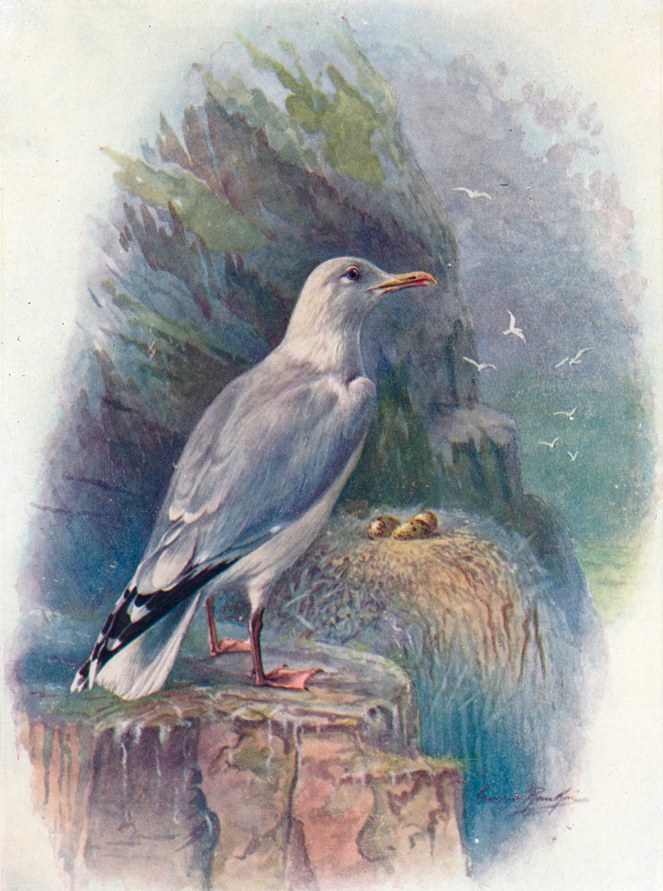 Silakkalokki - Larus argentatus, c1910, 1910 tekijältä George James Rankin