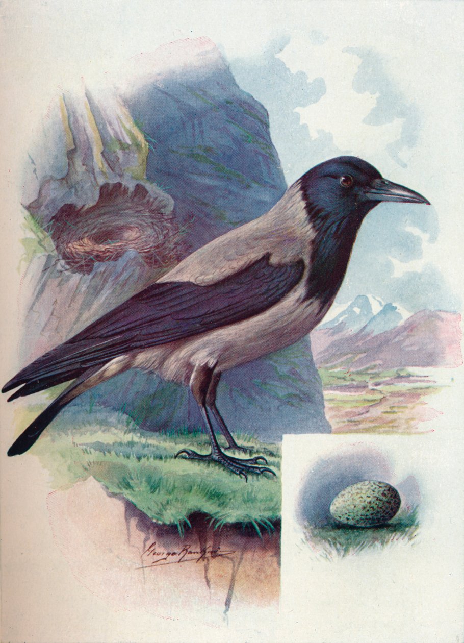 Hupuvaris - Corvus cornix, c1910, 1910 tekijältä George James Rankin