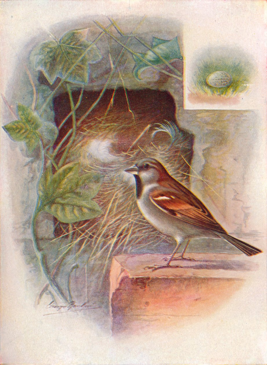 Kotivarpunen -- Passer domesticus, c1910, 1910 tekijältä George James Rankin