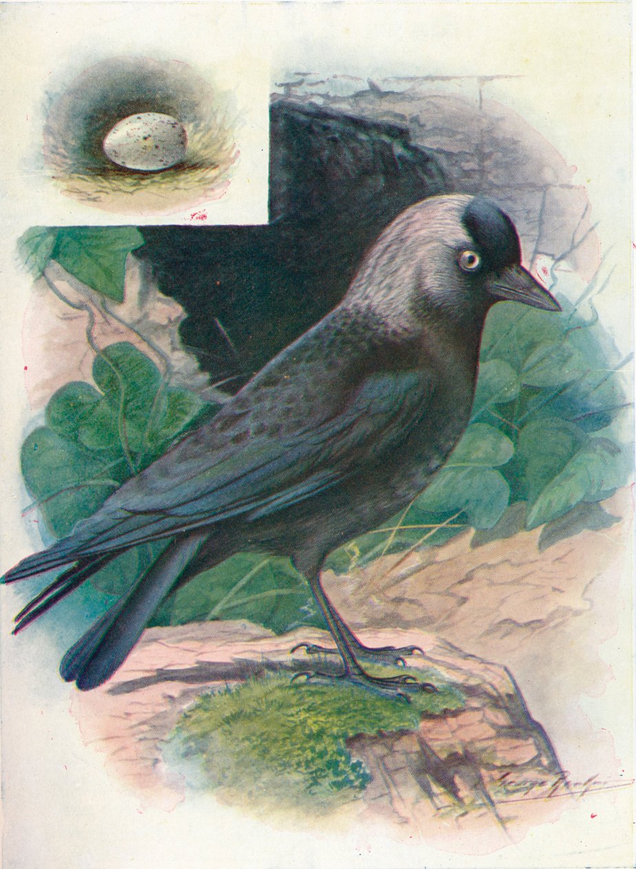 Nakka - Corvus monedula, c1910, 1910 tekijältä George James Rankin
