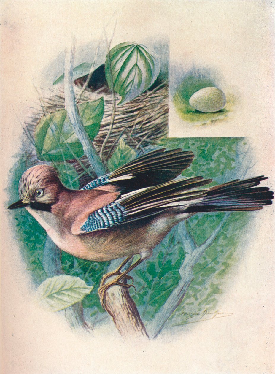 Jay-Garrulus glandarius, 1910, 1910 tekijältä George James Rankin