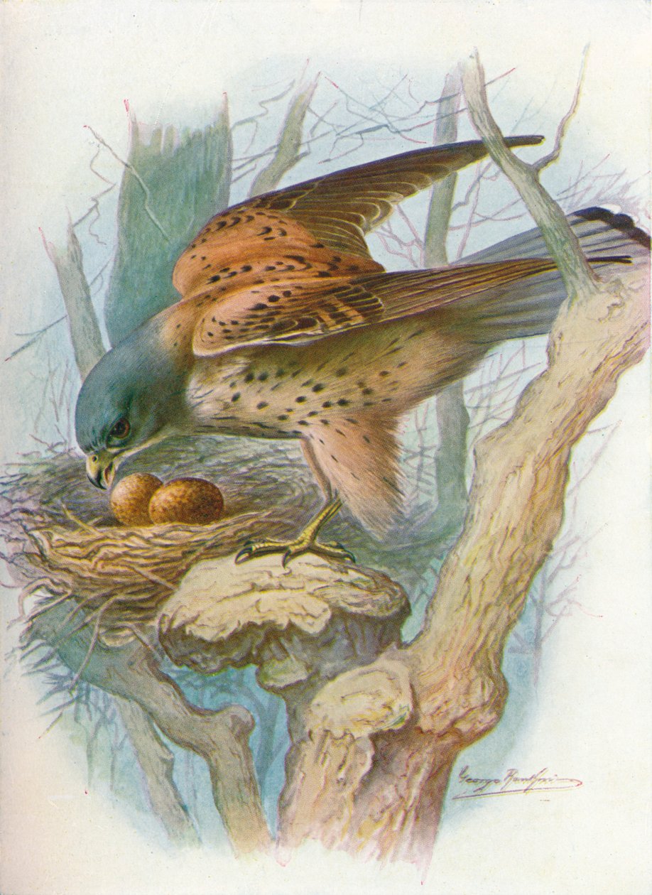 Kestrel - falco tinnunculus, c1910, 1910 tekijältä George James Rankin