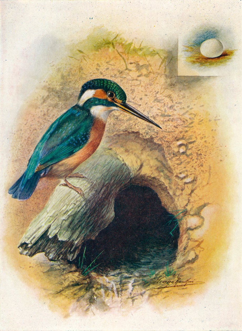 Kingfisher - Alcedo ispida, c1910, 1910 tekijältä George James Rankin