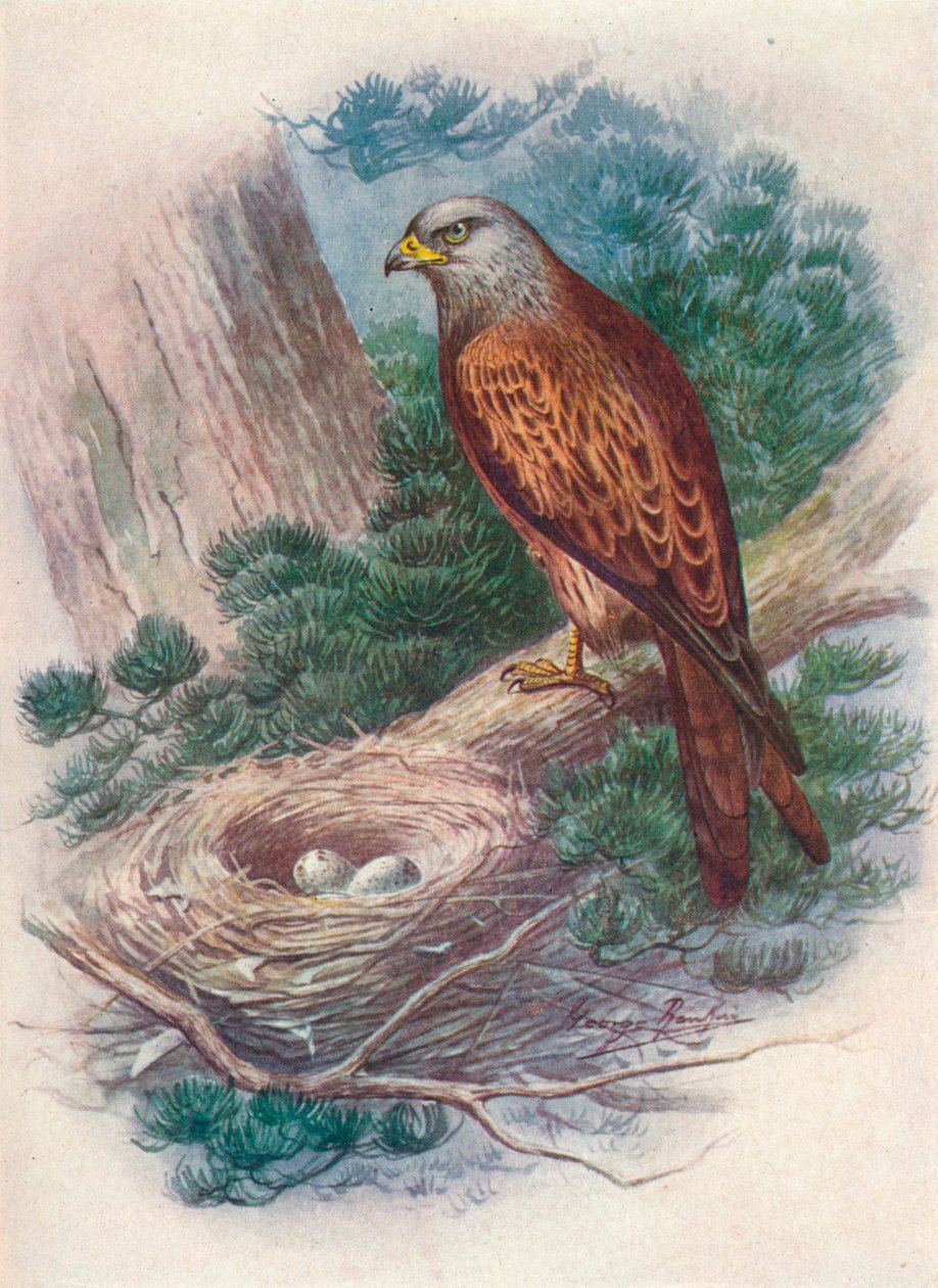 Leija - Milvus ictinus, c1910, 1910 tekijältä George James Rankin
