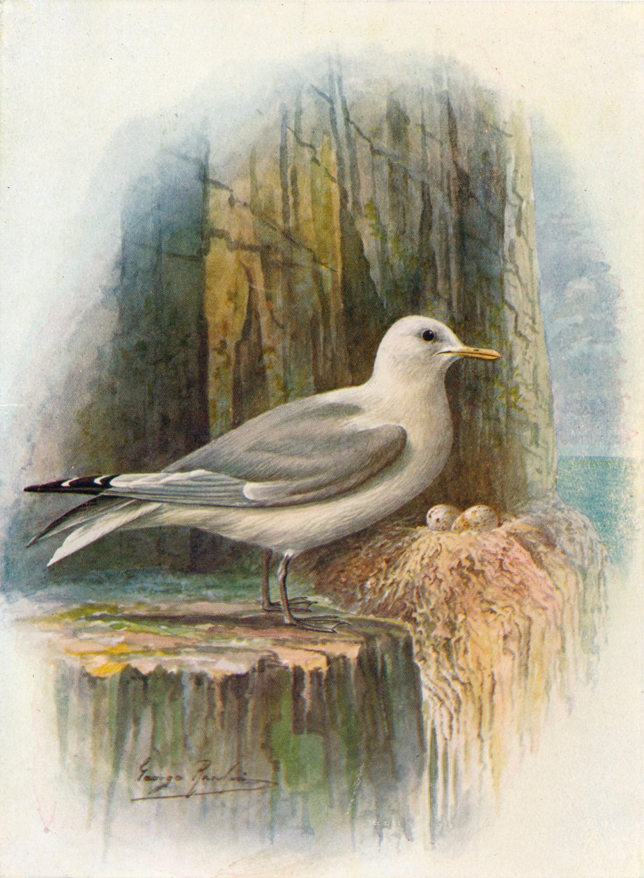 Kittiwake - Rissa tridactyla, c1910, 1910 tekijältä George James Rankin