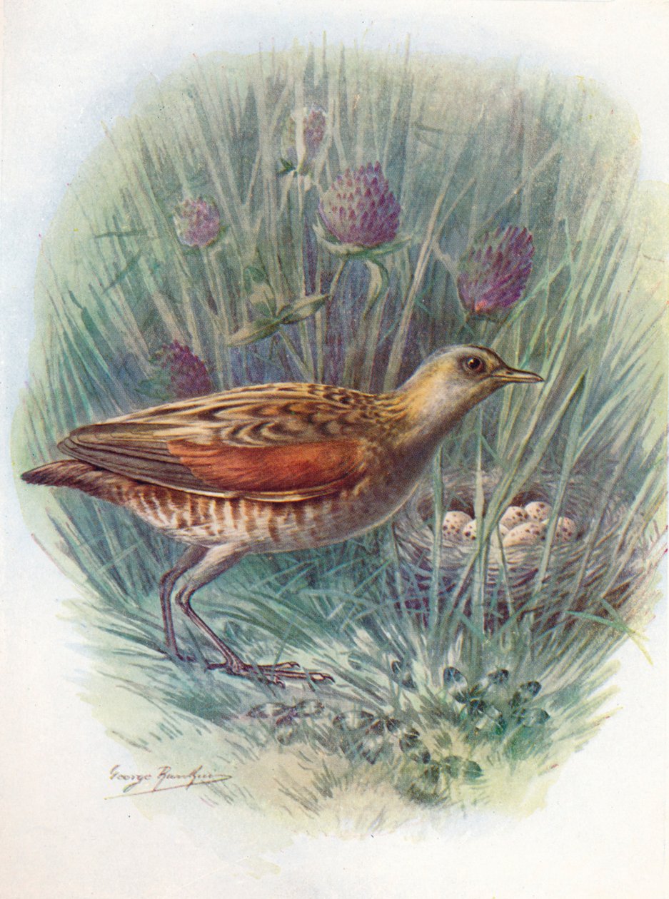 Landrail tai ruisrääkä - Crex pratensis, c1910, 1910 tekijältä George James Rankin
