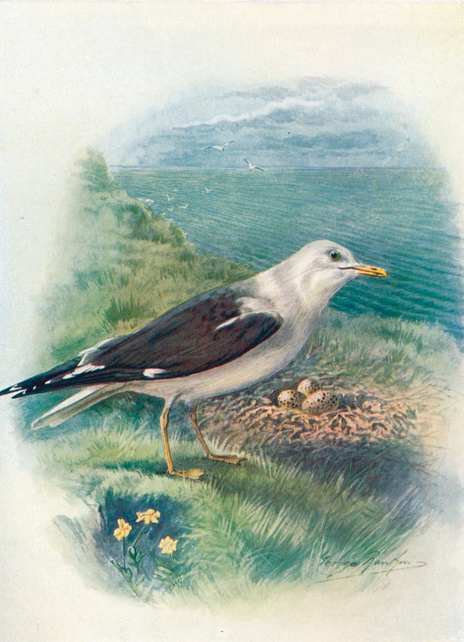 Pieni mustaselkälokki - Larus fuscus, c1910, 1910 tekijältä George James Rankin