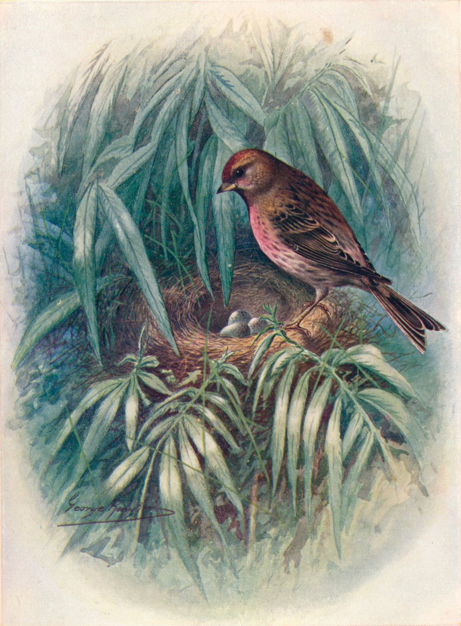 Lesser Redpoll - Linota rufescens, c1910, 1910 tekijältä George James Rankin