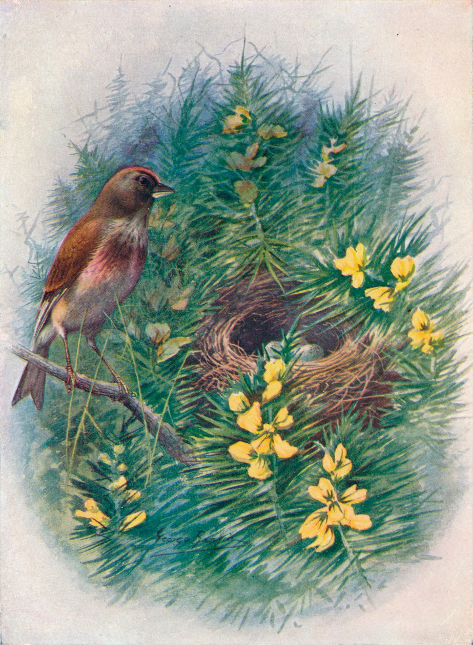 Linnet - Linota cannabina, c1910, 1910 tekijältä George James Rankin