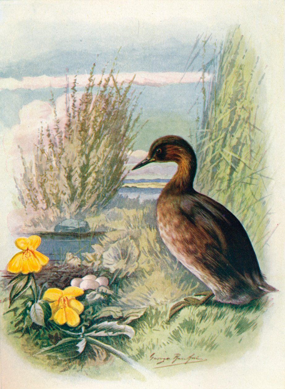 Little Grebe tai Dabchick - Podicipes fluviatilis, c1910, 1910 tekijältä George James Rankin