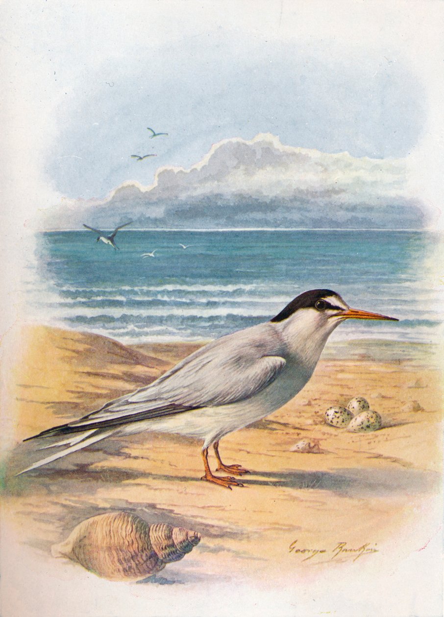 Pikkutiira - Sterna minuta, c1910, 1910 tekijältä George James Rankin