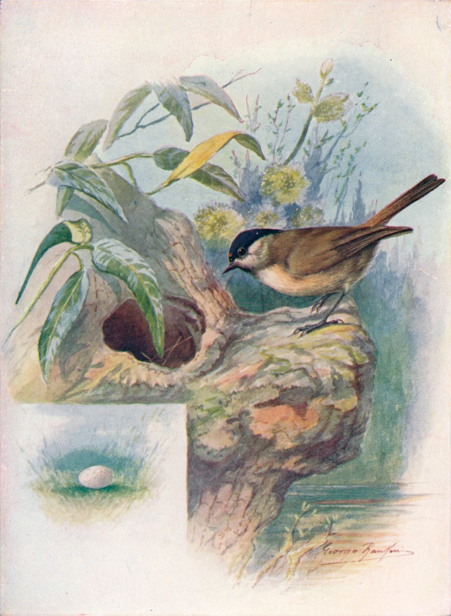 Suotiainen - Parus palustris, c1910, 1910 tekijältä George James Rankin