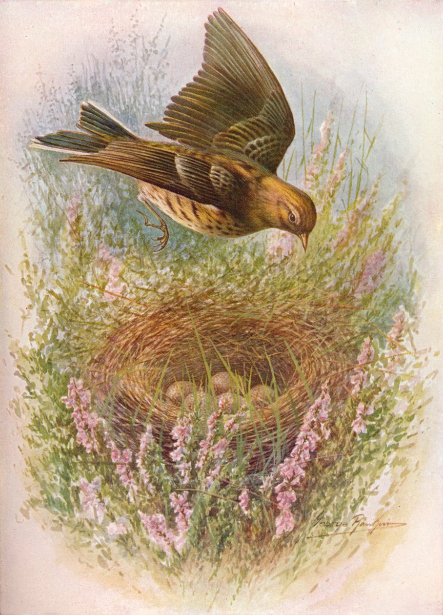 Meadow-Pipit tai Titlark - Anthus pratensis, c1910, 1910 tekijältä George James Rankin