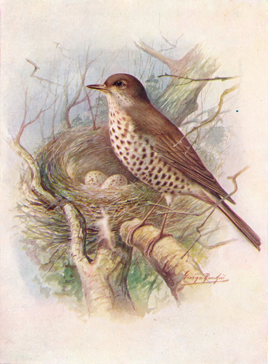 Mistelirastas - Turdus viscivorus, c1910, 1910 tekijältä George James Rankin
