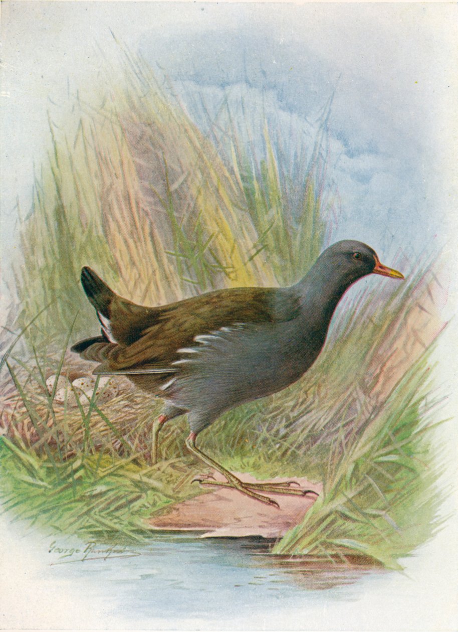 Moorhen tai Waterhen - Gallinula chloropus, c1910, 1910 tekijältä George James Rankin