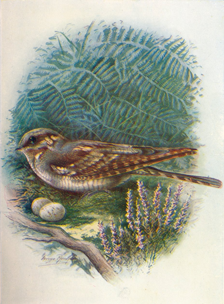 Yöpurkki tai vuohen-imuri - Caprimulgus europaeus, c1910, 1910 tekijältä George James Rankin