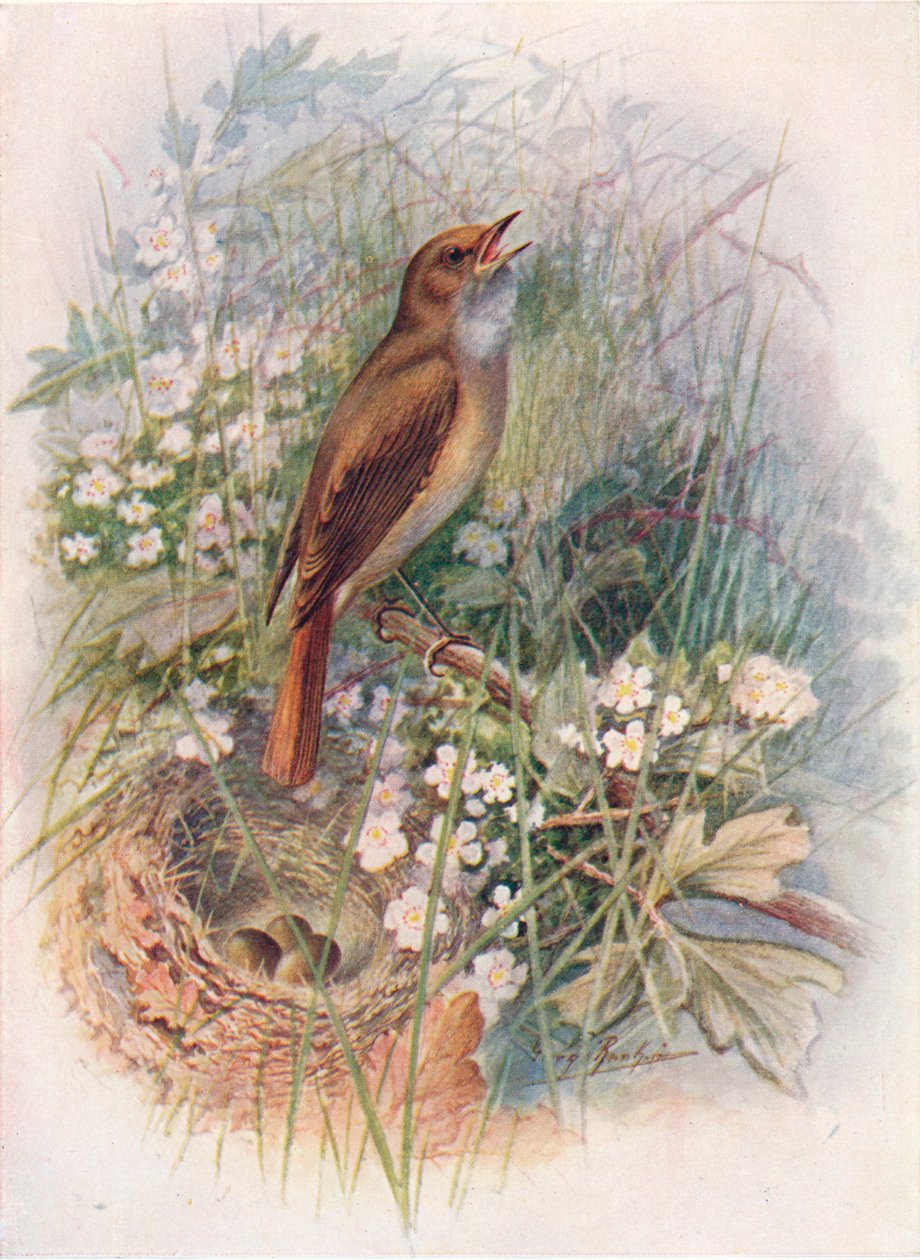 Satakieli - Daulias luscinia, c1910, 1910 tekijältä George James Rankin