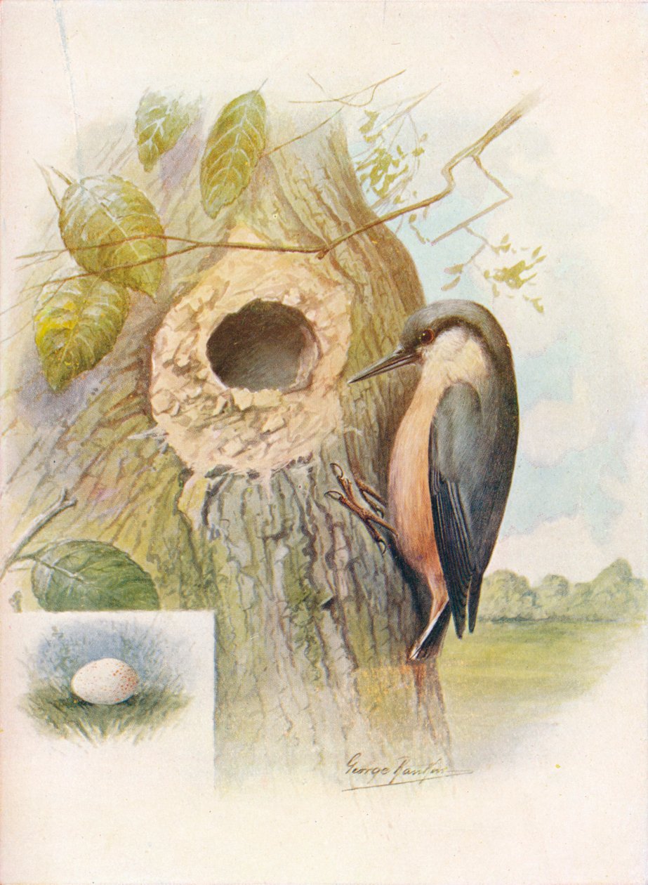 Nut-Hatch - Sitta caesia, c1910, 1910 tekijältä George James Rankin