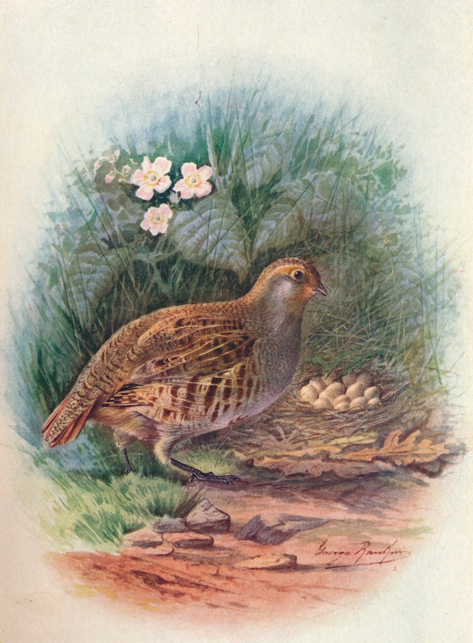 Partridge - Perdix cinerea, c1910, 1910 tekijältä George James Rankin