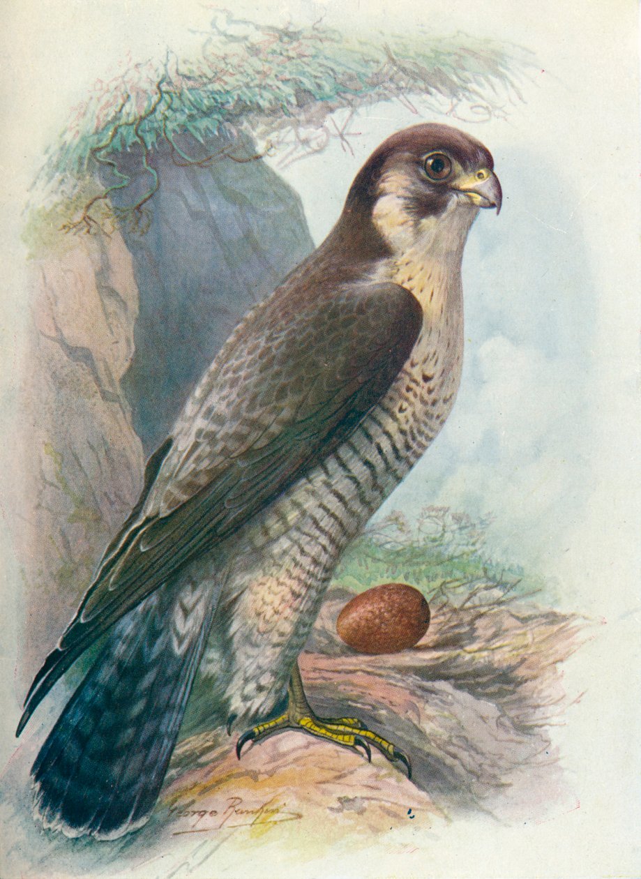 Peregrine Falcon - Falco peregrinus, c1910, 1910 tekijältä George James Rankin