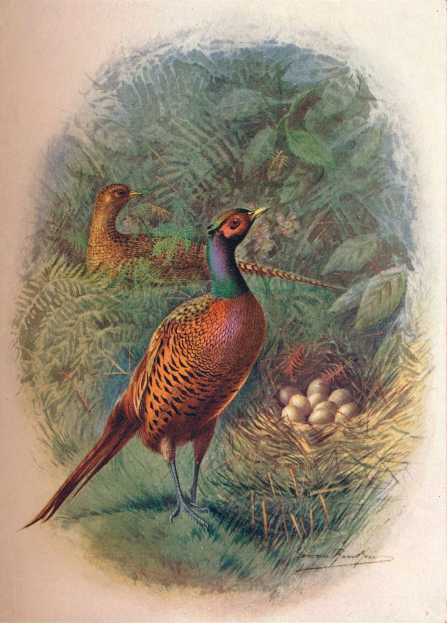 Fasaani - Phasianus colchicus, c1910, 1910 tekijältä George James Rankin